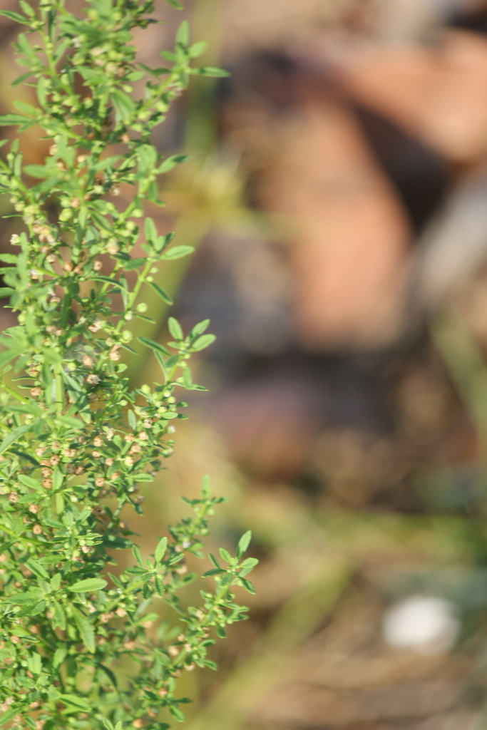 licorice weed from Tiwi, Northern Territory, Australia on October 20