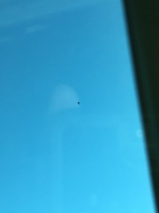 Ardea herodias herodias