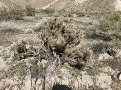 Cylindropuntia wolfii