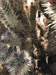 Cylindropuntia wolfii