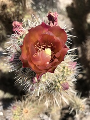 Cylindropuntia wolfii
