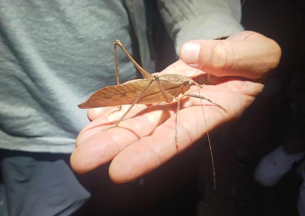 Mecopoda synconfracta