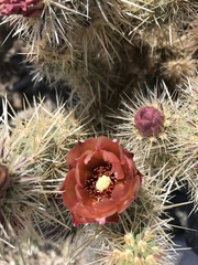 Cylindropuntia wolfii