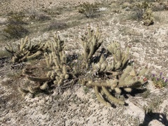 Cylindropuntia wolfii