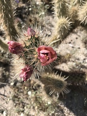 Cylindropuntia wolfii