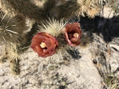 Cylindropuntia wolfii