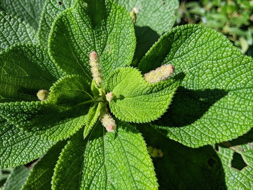 Boehmeria arenicola iNat (2)