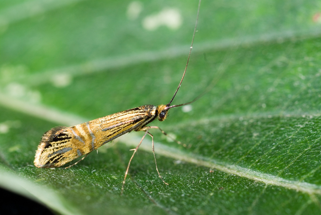 Nemophora uncella