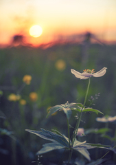 Anemonastrum dichotomum