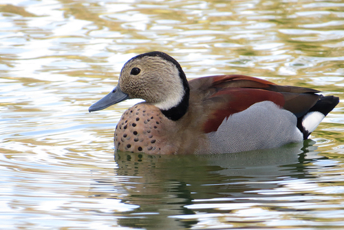 Ringed Teal, photo 8 of 9