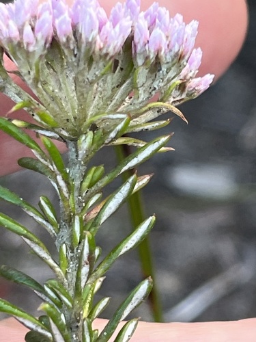 Image of Pink Blombush (Metalasia erubescens) by (c) Charleen Brunke, some rights reserved (CC BY)