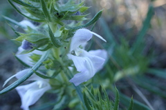 Salvia engelmannii