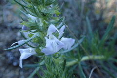 Salvia engelmannii