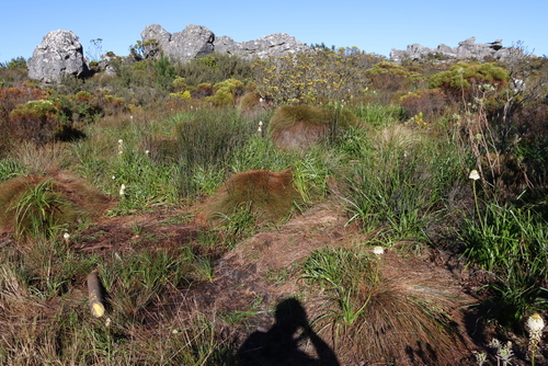 Anthochortus crinalis (Anthochortus crinalis)