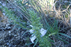 Salvia engelmannii