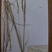 Calamagrostis stricta - Photo (c) Lewnanny Richardson, algunos derechos reservados (CC BY-NC)