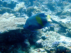 Pomacanthus maculosus