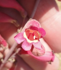 Penstemon floridus austinii