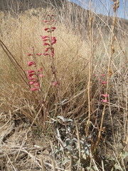 Penstemon floridus austinii