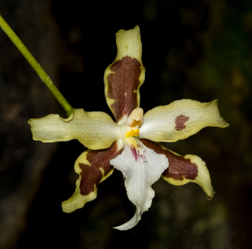 Oncidium aurarium
