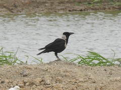 Corvus pectoralis