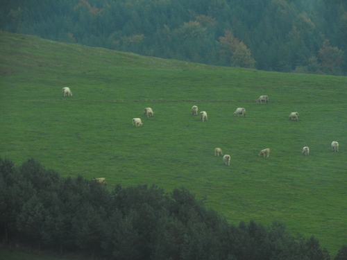 Domaće govedo (Bos taurus)