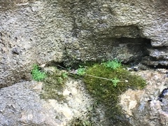 Stellaria fontinalis