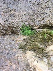 Stellaria fontinalis