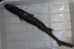 Shorttail Lanternshark photo 3