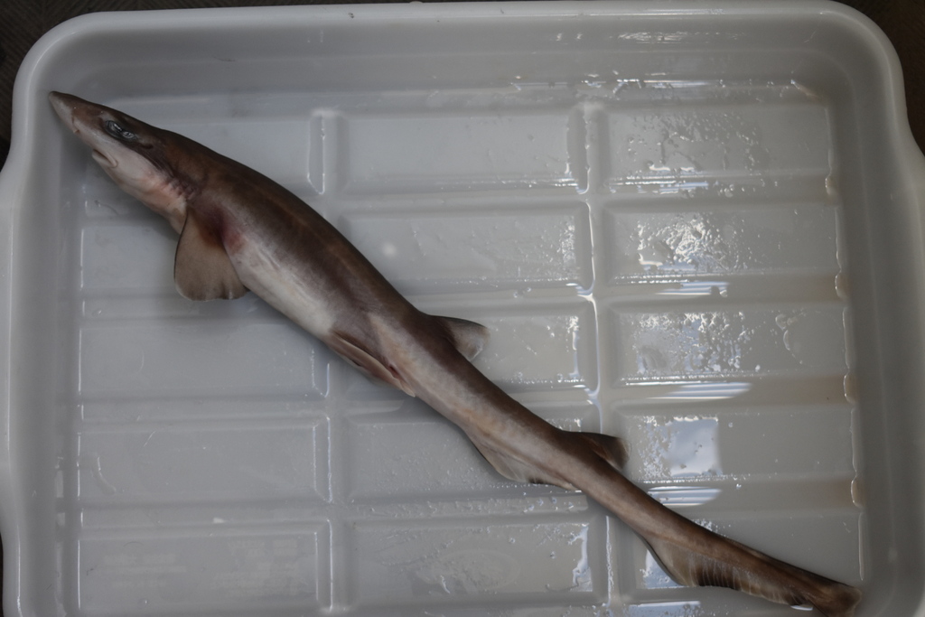 Broadfin Sawtail Catshark