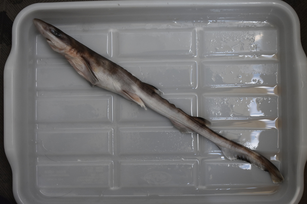 Broadfin sawtail catshark (Galeus nipponensis) — Scyliorhinidae