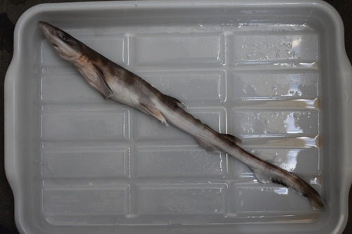 Broadfin sawtail catshark (Galeus nipponensis) — Scyliorhinidae