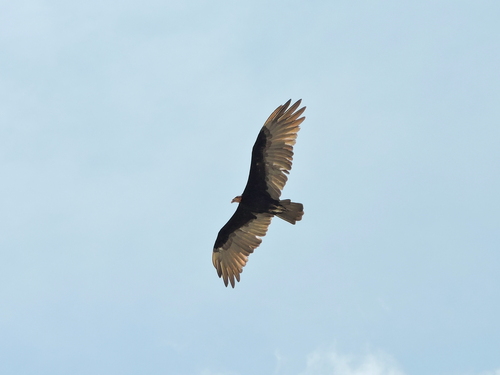 Lesser Yellow-headed Vulture