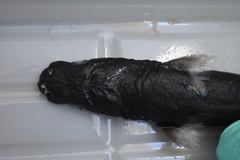 Shorttail Lanternshark photo 4