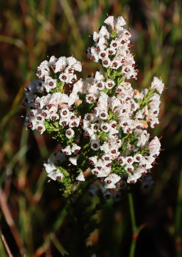 Image of Erica calycina by (c) Tony Rebelo, some rights reserved (CC BY-SA)
