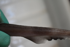 Broadfin Sawtail Catshark photo 4