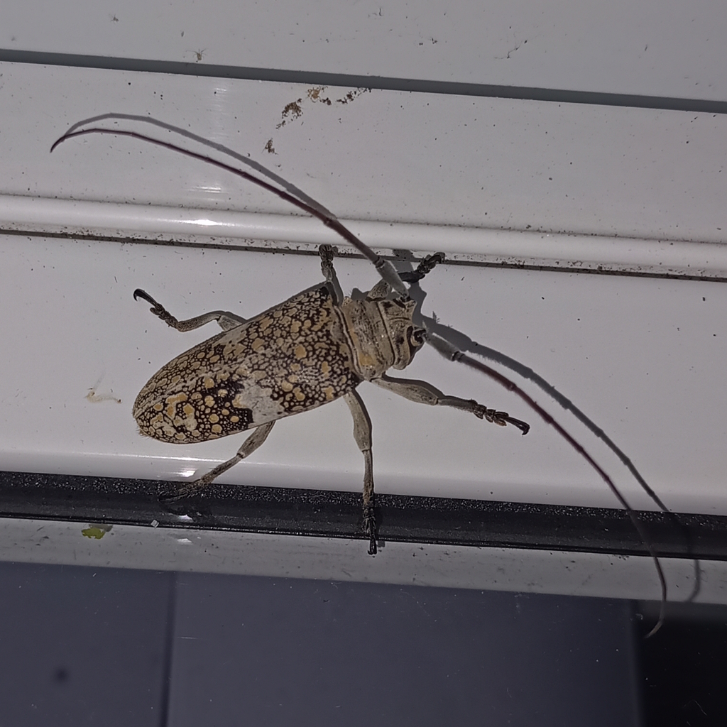 Lochmaeocles fasciatus