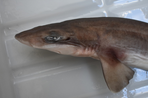 Broadfin sawtail catshark (Galeus nipponensis) — Scyliorhinidae — 3