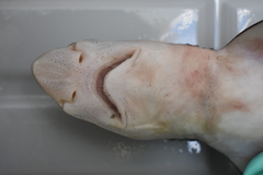 Broadfin Sawtail Catshark photo 3