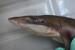 Broadfin Sawtail Catshark photo 2