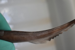 Broadfin Sawtail Catshark photo 5