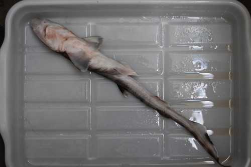 Broadfin sawtail catshark (Galeus nipponensis) — Scyliorhinidae — 4