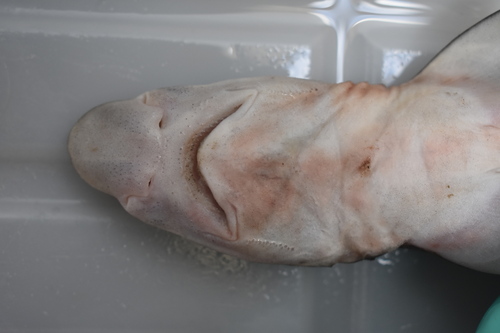 Broadfin sawtail catshark (Galeus nipponensis) — Scyliorhinidae — 5