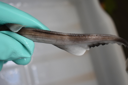 Broadfin sawtail catshark (Galeus nipponensis) — Scyliorhinidae — 2