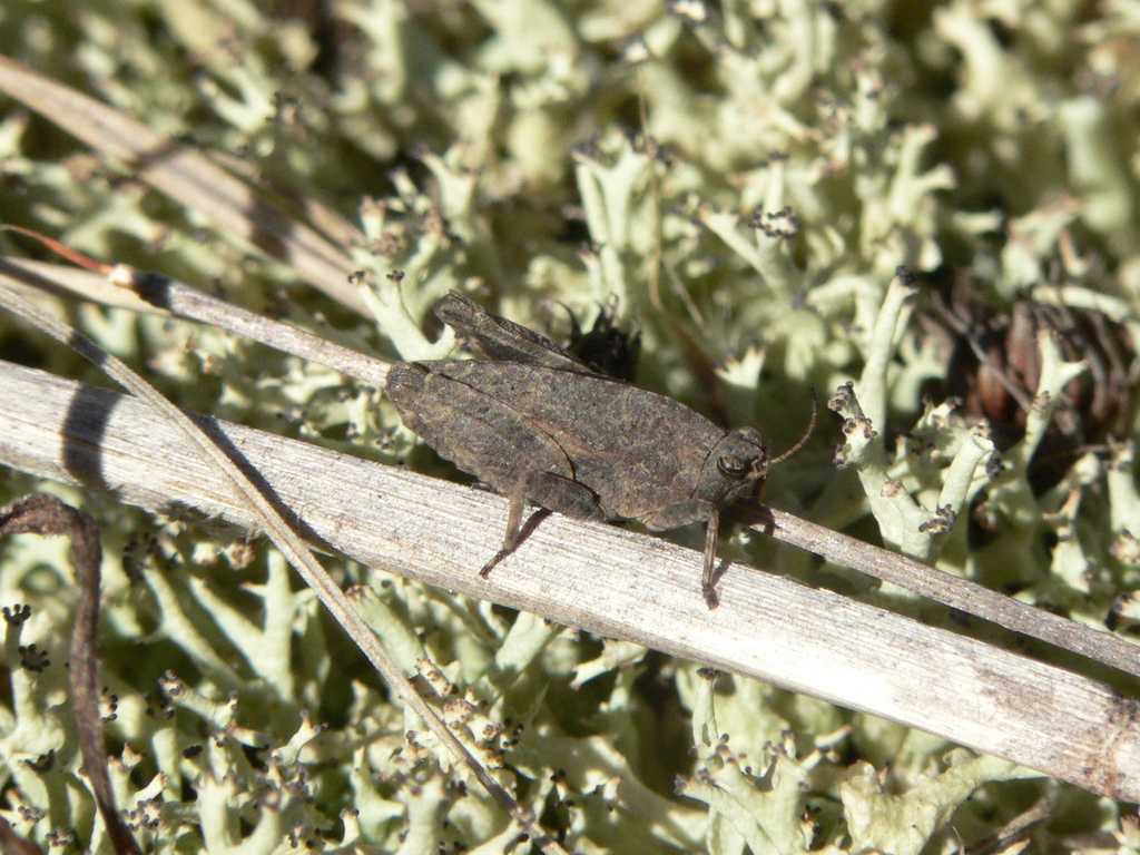 Crested Pygmy Grasshopper