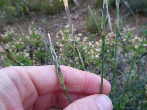 Image of Dianthus caespitosus by (c) Thomas Koffel, some rights reserved (CC BY)