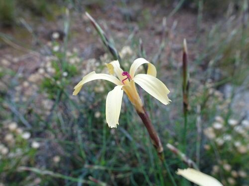 Image of Dianthus caespitosus by (c) Thomas Koffel, some rights reserved (CC BY)