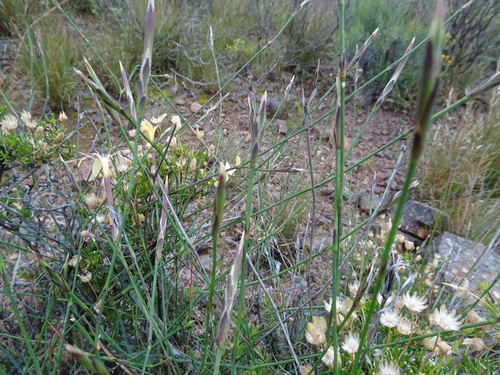 Image of Dianthus caespitosus by (c) Thomas Koffel, some rights reserved (CC BY)