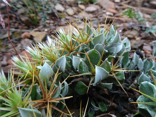 Image of Macledium spinosum by (c) Thomas Koffel, some rights reserved (CC BY)