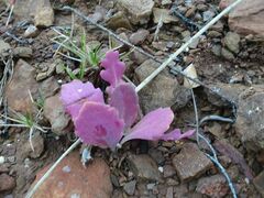 Othonna auriculifolia